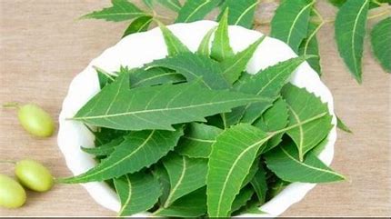 Unlock the Magic of Neem: Neev Herbals' Natural Skincare Revolution